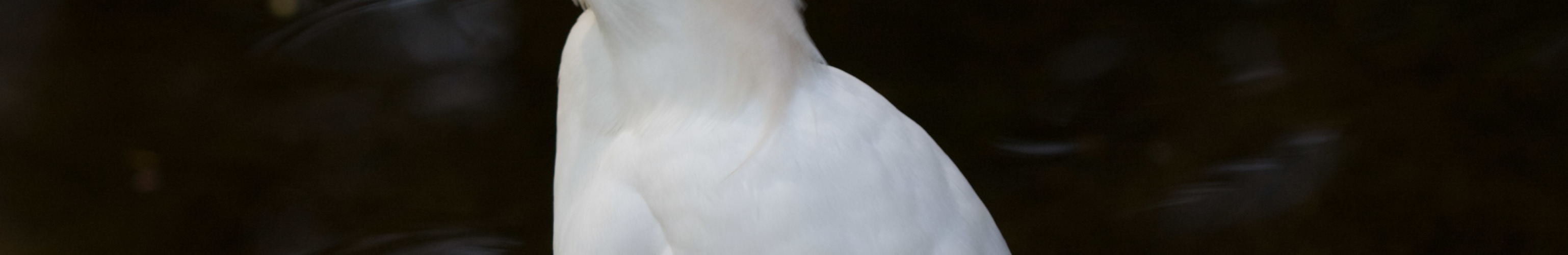 Images 3076x501 31