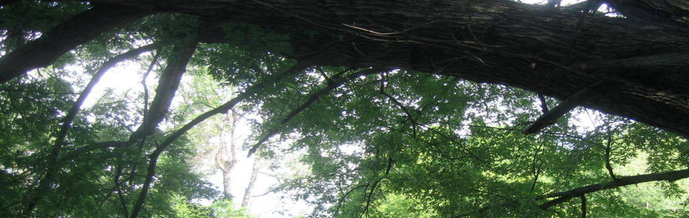 Images 2300x727 28