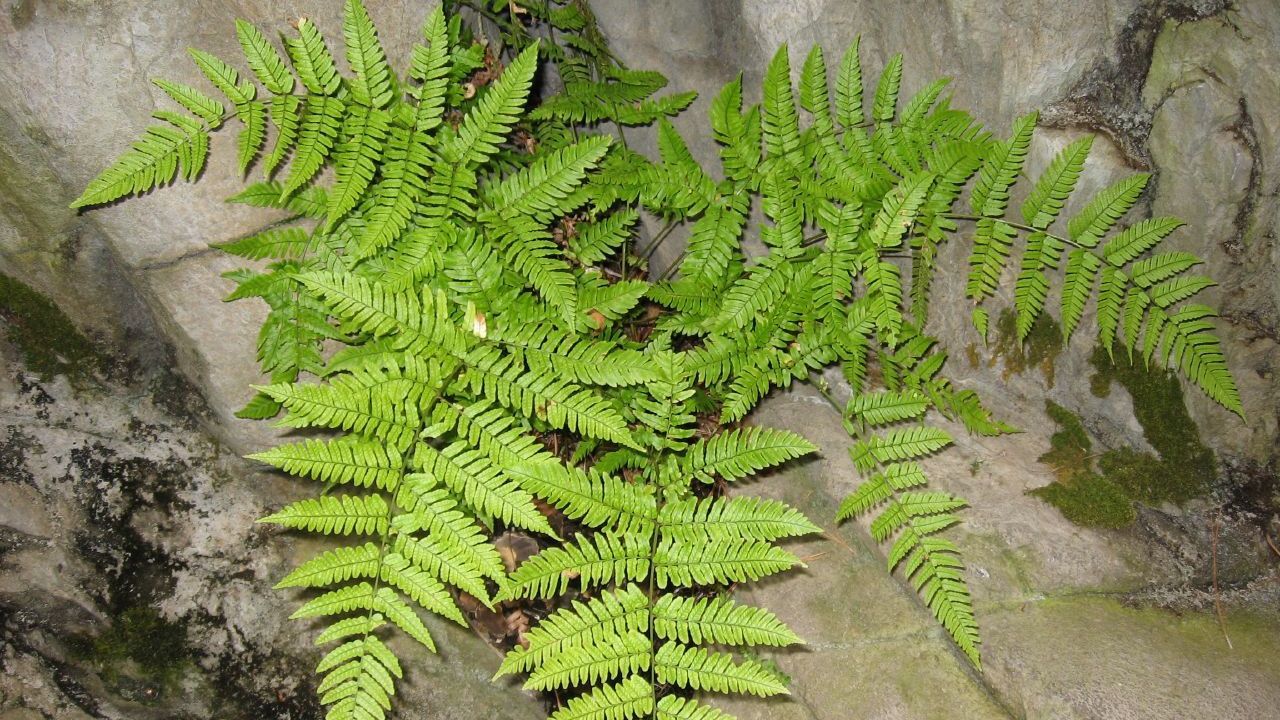 Images 1280x720 1