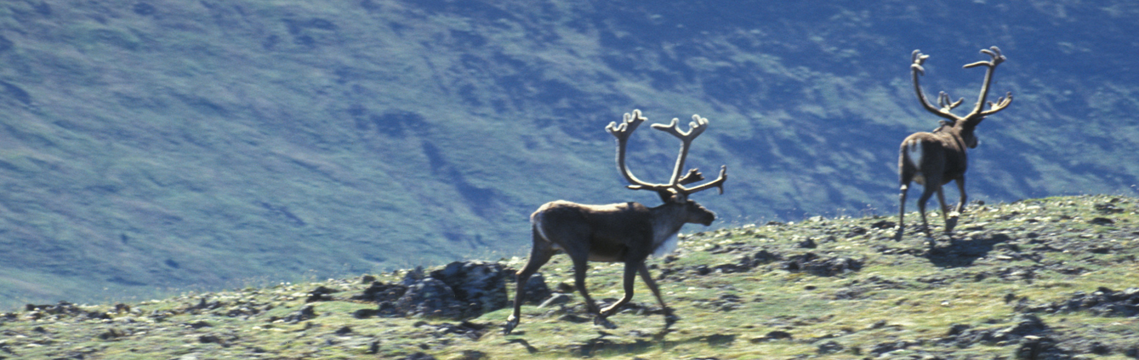 Images 2300x727 28