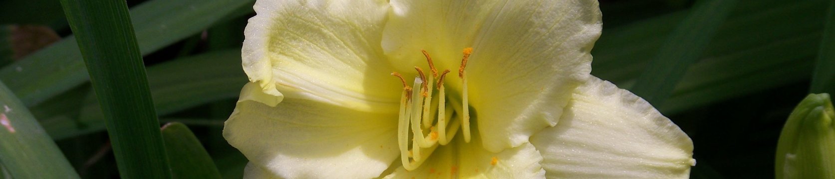 Images 1673x360 25