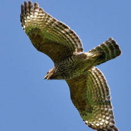 Image 25
