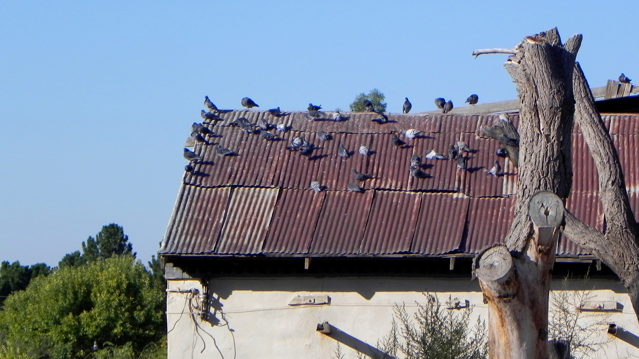 Image 9