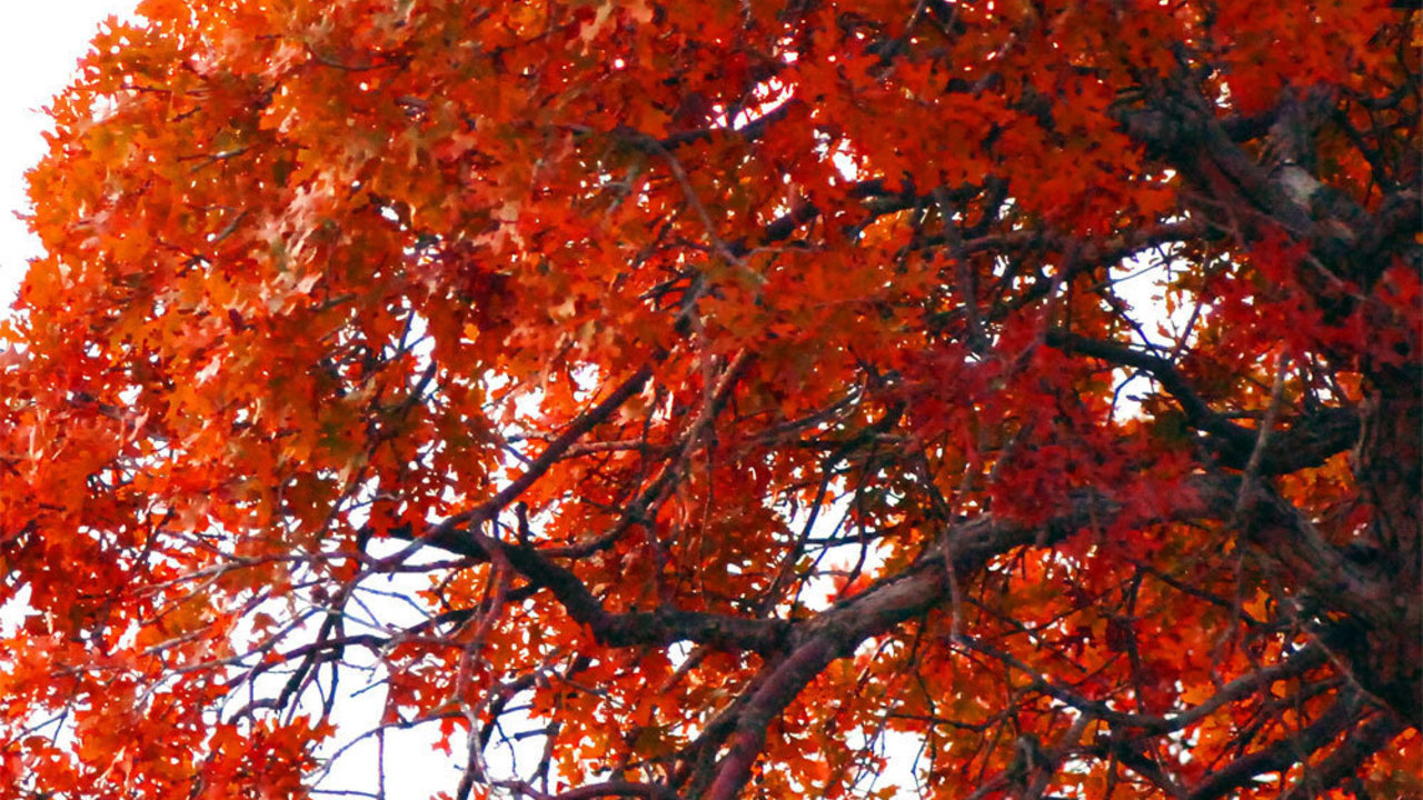 Images 1280x720 1