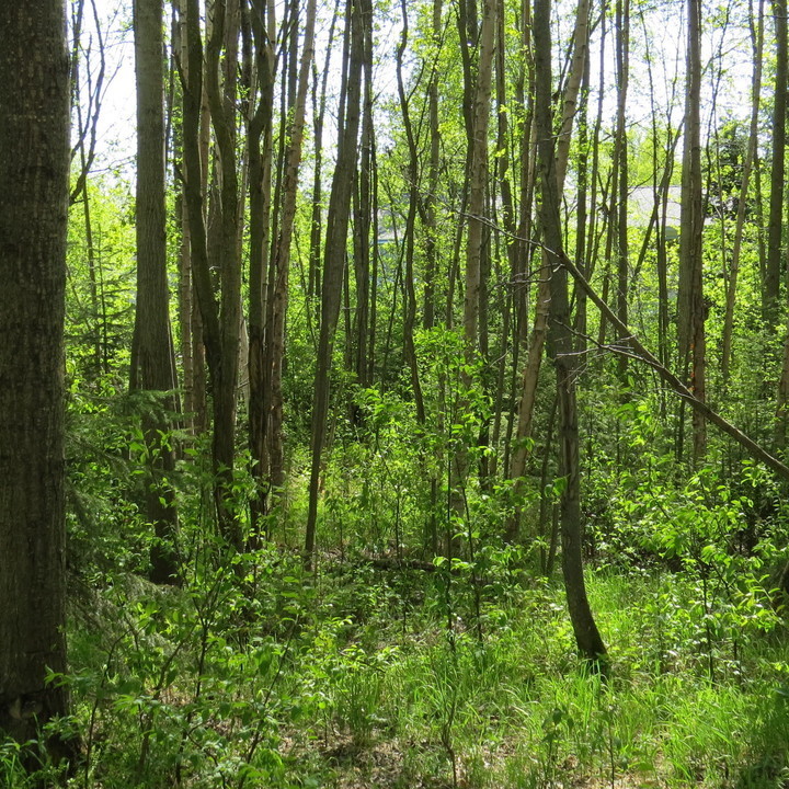 Image 17