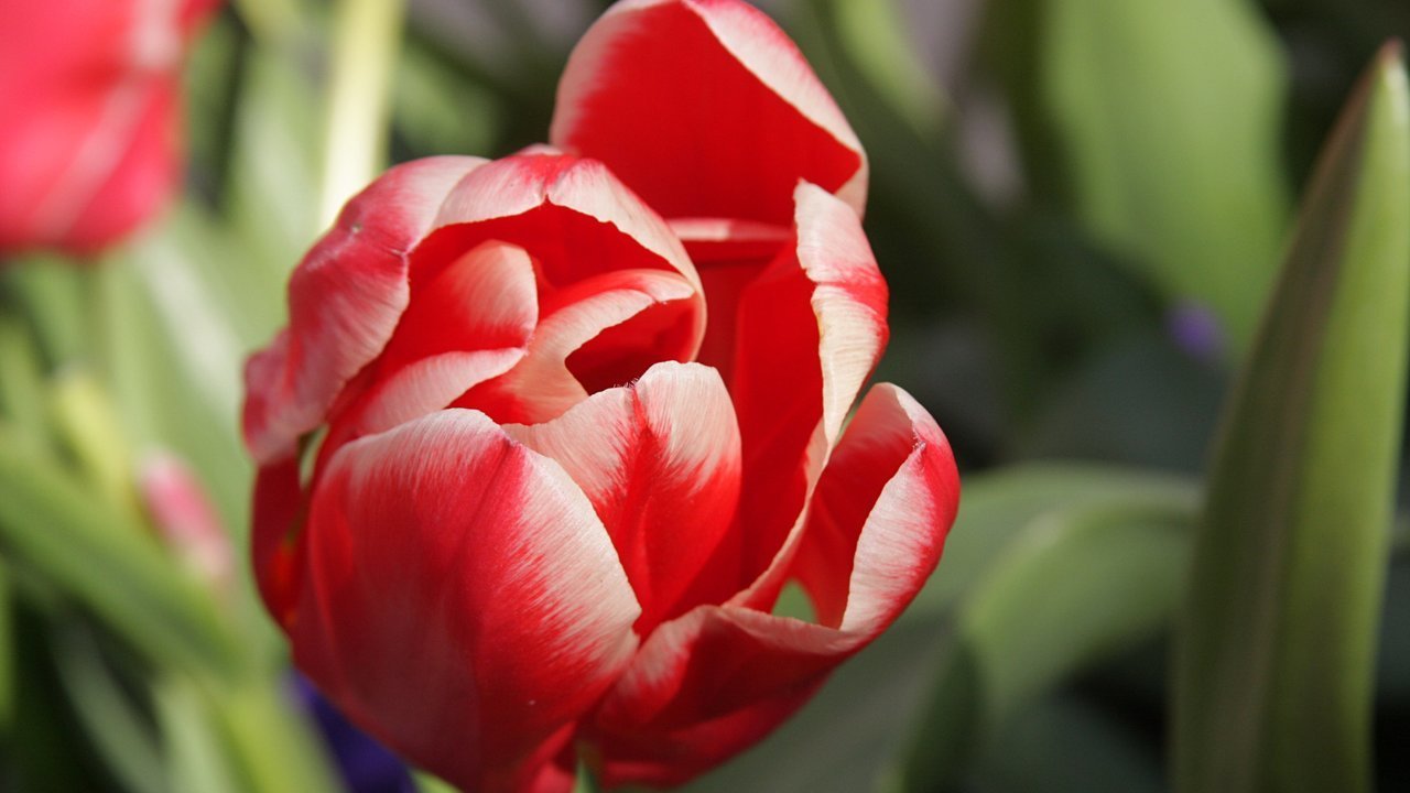Images 1280x720 5