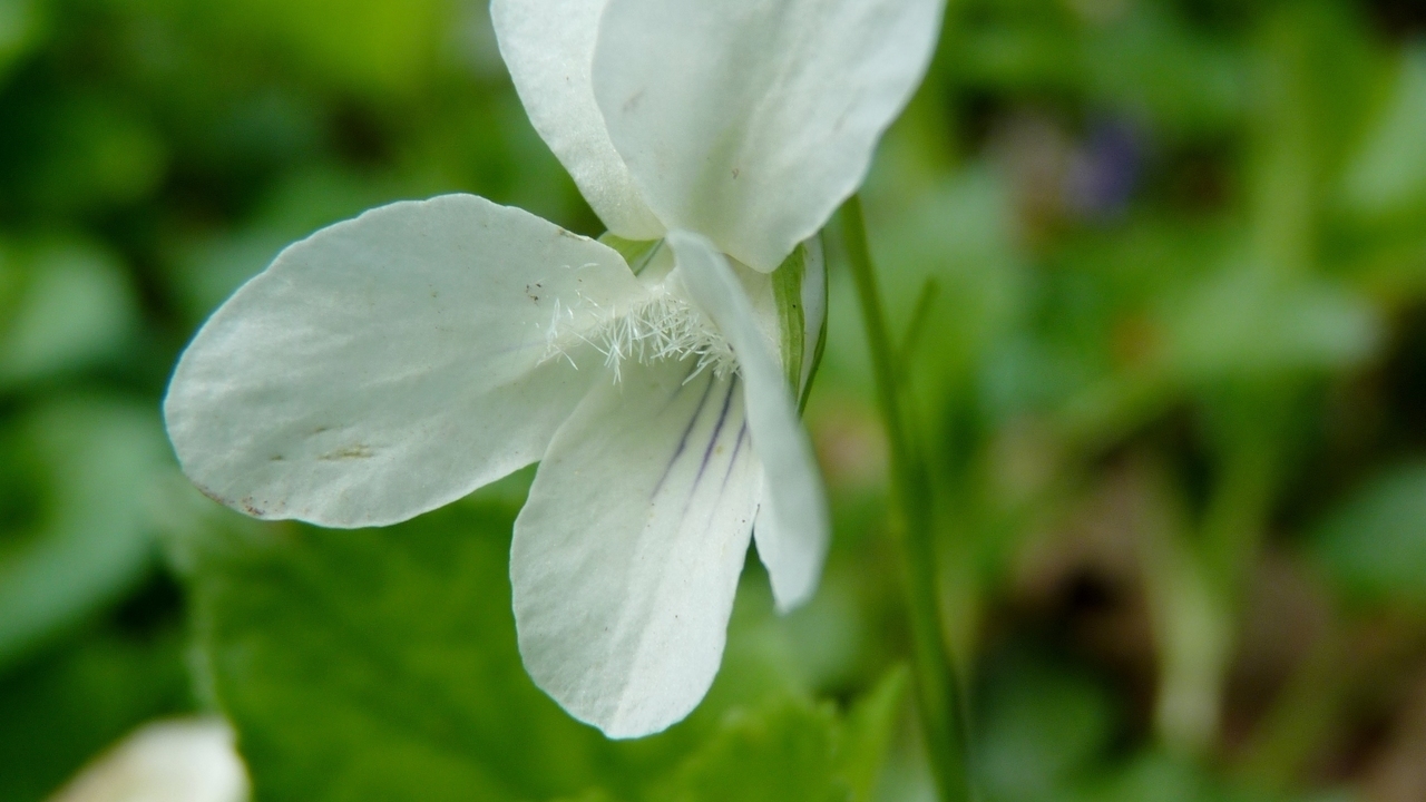 Image 16