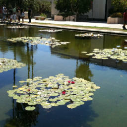 Image 15