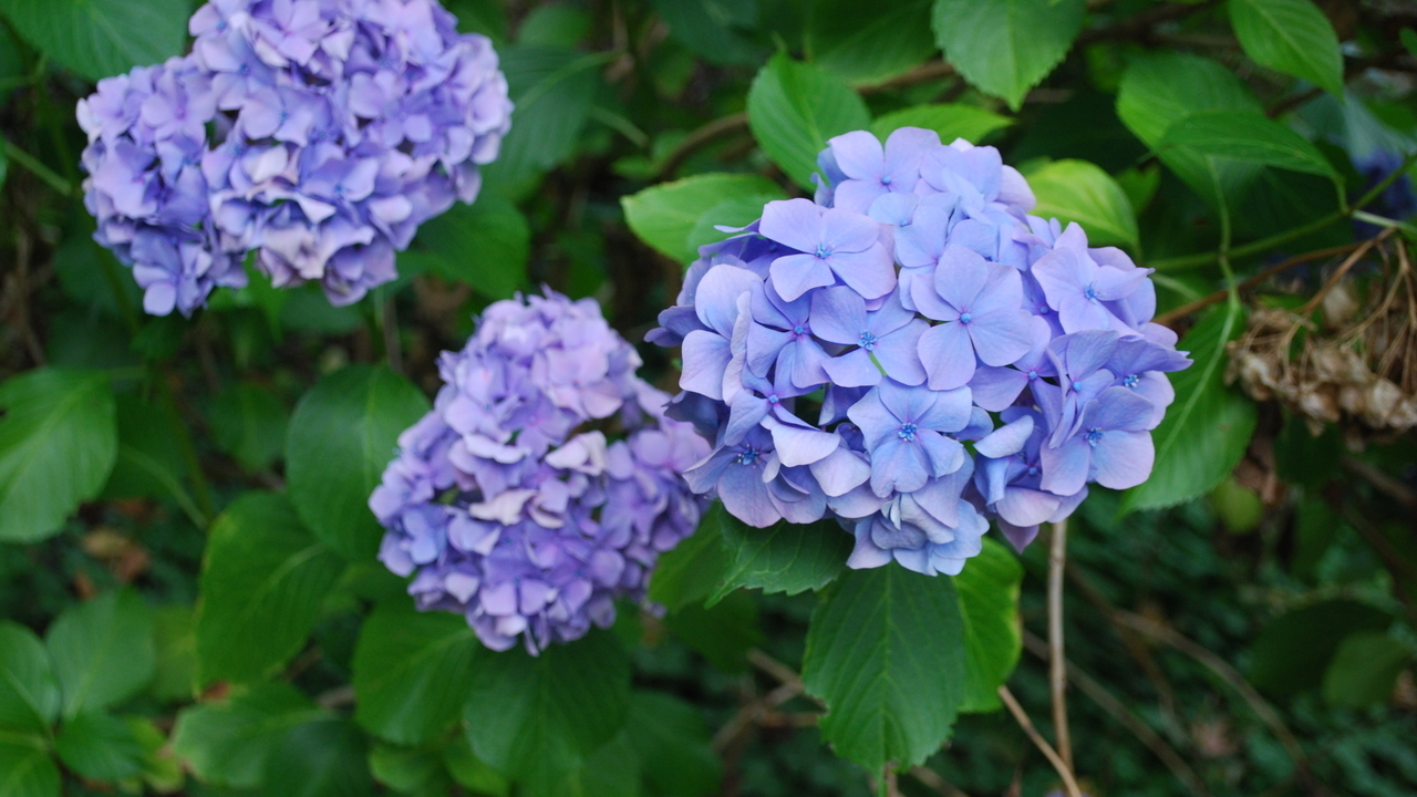 Images 1280x720 4